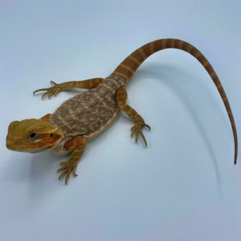 Hypo Leatherback Bearded Dragons for Sale