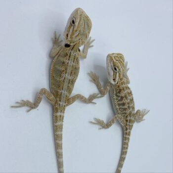 Hypo Snow Bearded Dragons for Sale