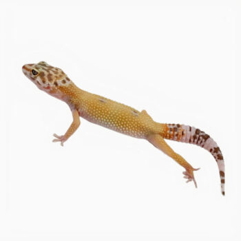 Hypo Tangerine Albino Leopard Geckos for Sale