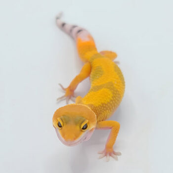 Hypo Tangerine Carrot Tail Leopard Geckos for Sale