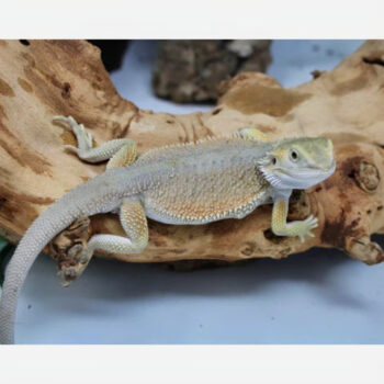 Hypo Witblits Male Bearded Dragon for Sale