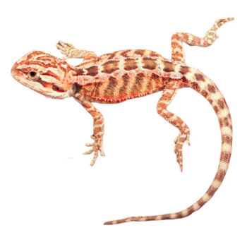 Inferno Bearded Dragons for Sale