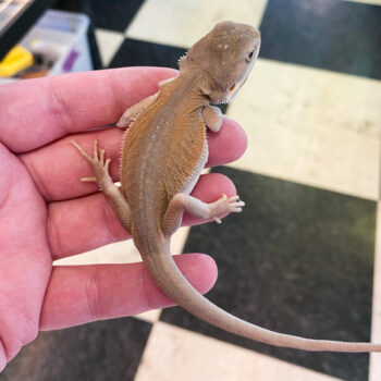 Leatherback Witblits Bearded Dragons for Sale