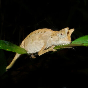 Madagascar Chameleons for Sale