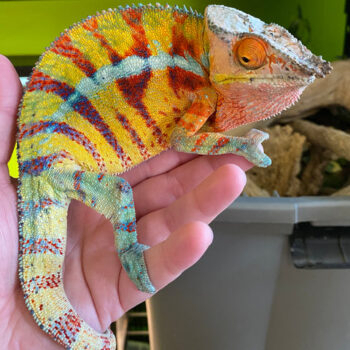 Madagascar Panther Chameleons for Sale
