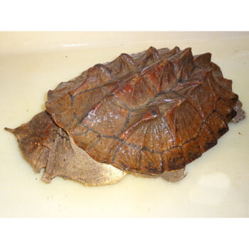 Mata Mata Turtles for Sale