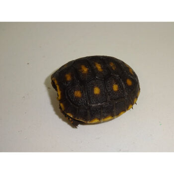 Melanistic Red Foot Tortoises for Sale