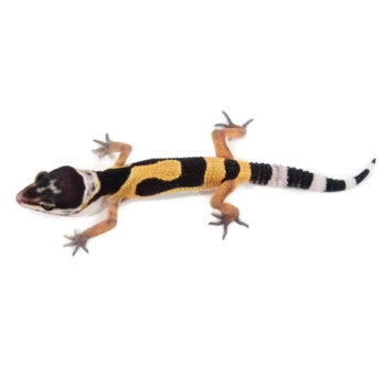 Normal Leopard Geckos for Sale