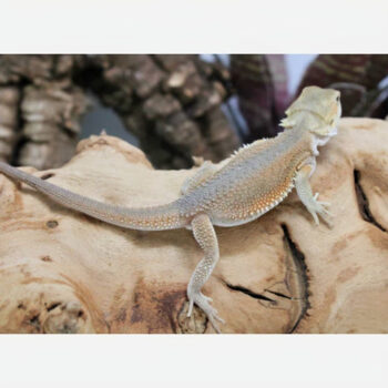 Normal Witblits Male Bearded Dragon for Sale