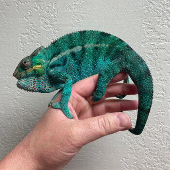 Nosy Be Panther Chameleons for Sale
