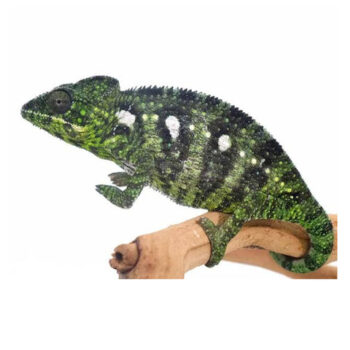 Oustalet's Chameleons for Sale