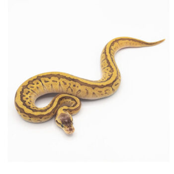 Pastel Jigsaw Ball Pythons for Sale