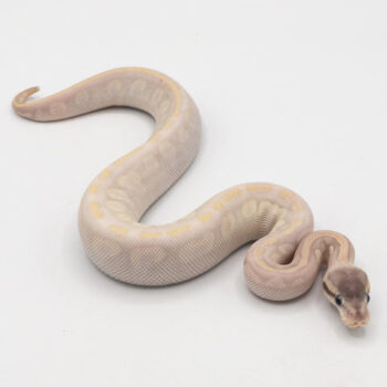 Phantom Mocha Ball Python for Sale