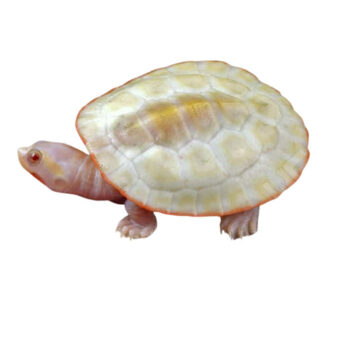 Pink Belly Side Necked Turtles for Sale