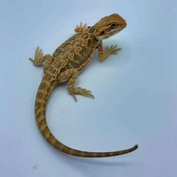 Purple Tiger Citrus Leatherback Bearded Dragon for Sale