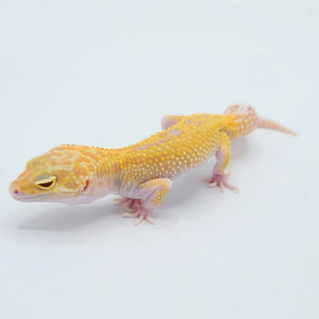 Raptor Leopard Geckos for Sale