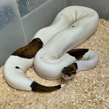 High White Pewter Pied Ball Python for Sale