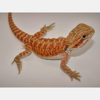 Red Bearded Dragons for Sale