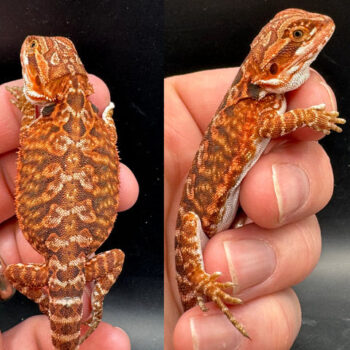 Red Hypo Fire Female Bearded Dragon for Sale