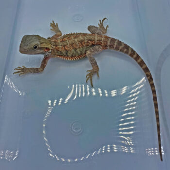 Red Stripe Hypo Translucent Bearded Dragon for Sale