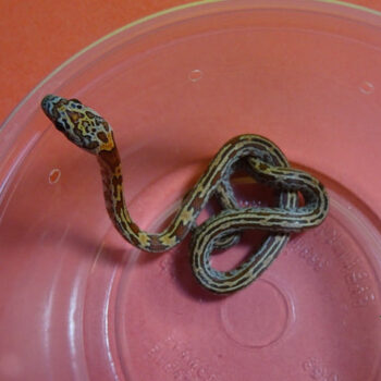 Sunkissed Tessera Corn Snakes for Sale