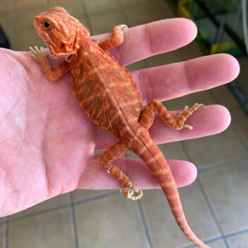 Sunrise Hypo Translucent Bearded Dragons for Sale