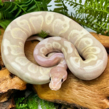 Super Banana Ball Pythons for Sale