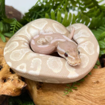 Super Banana Cinnamon Ball Pythons for Sale