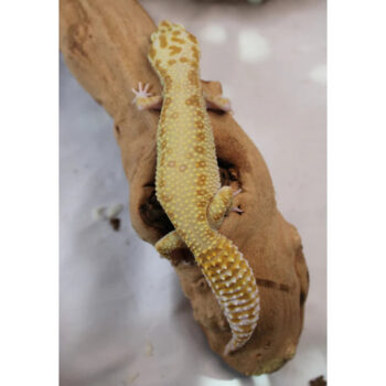 Super Giant Raptor Leopard Gecko Female for Sale