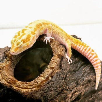 Super Giant WY Tremper PH Eclipse Leopard Gecko Male for Sale
