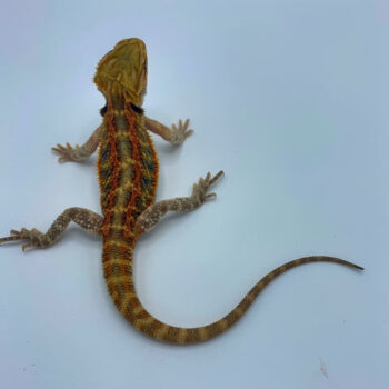 Super Red Stripe Translucent Bearded Dragon for Sale