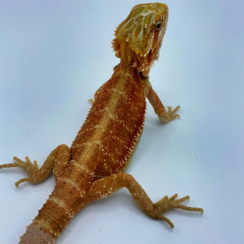 Super Tang Translucent Bearded Dragon for Sale