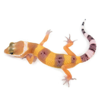 Tangerine Leopard Geckos for Sale