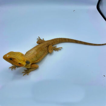 Tangerine Translucent Bearded Dragon for Sale