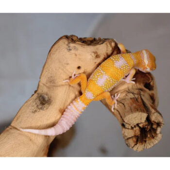 Tremper Leopard Gecko Female for Sale