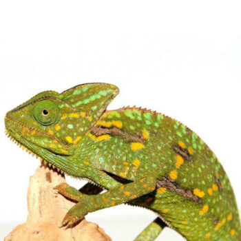 Veiled Chameleons for Sale