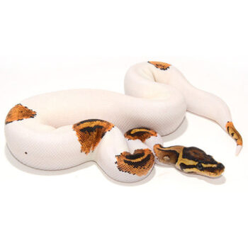 Yellowbelly Pied Ball Pythons for Sale